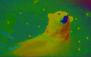 Solar Bear I